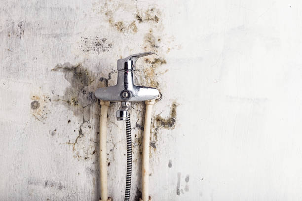 Best Mold Damage Repair  in Piednt, MO