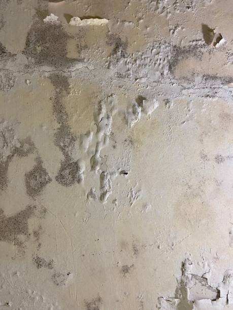 Best Mold Testing  in Piednt, MO